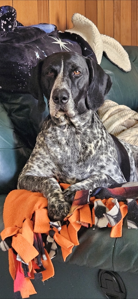 Entry image for Piper. Clicking this image will show a larger photo
