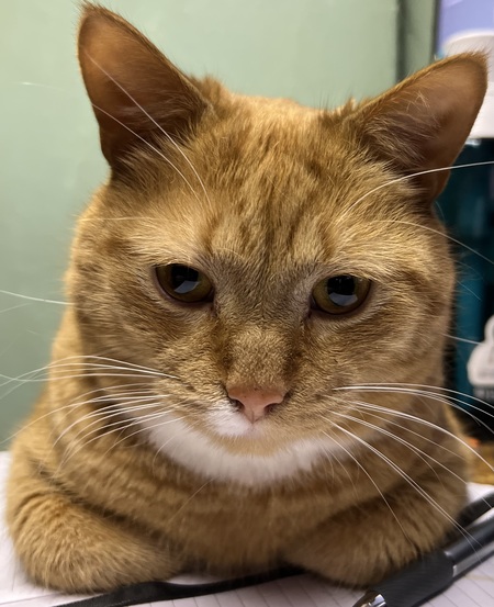 Entry image for Charlie. Clicking this image will show a larger photo