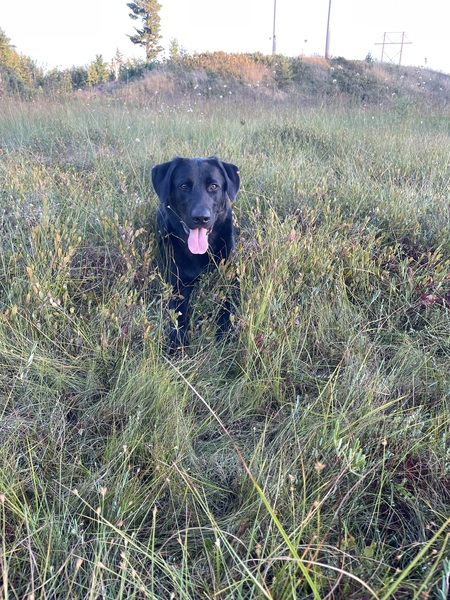 Entry image for Chase. Clicking this image will show a larger photo