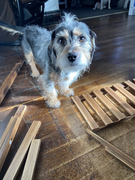 Entry image for Mylo. Clicking this image will show a larger photo
