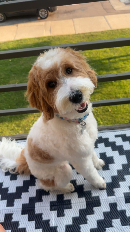 Entry image for Nala. Clicking this image will show a larger photo