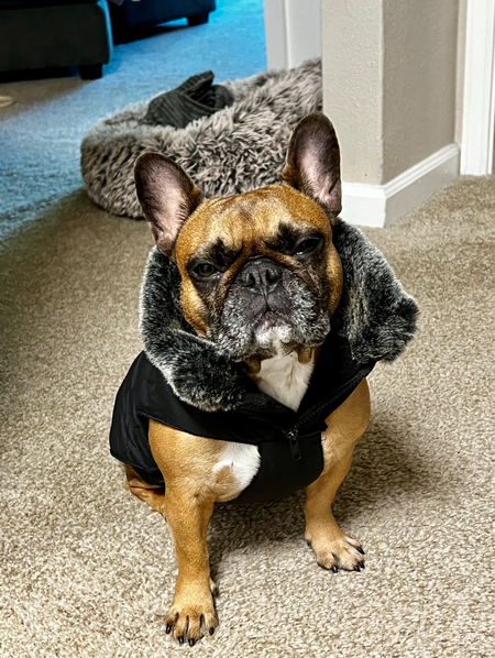 Entry image for Rosie. Clicking this image will show a larger photo