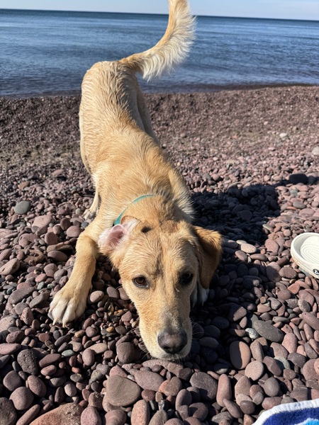 Entry image for Simba. Clicking this image will show a larger photo