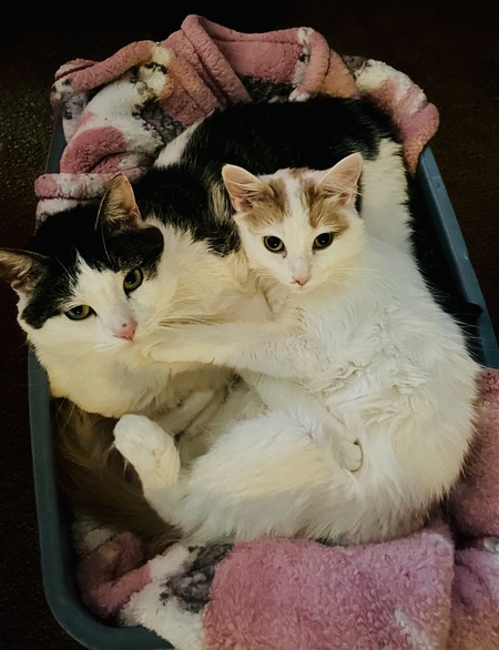 Entry image for Gary and Daisy. Clicking this image will show a larger photo