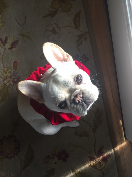 Entry image for Ozzie. Clicking this image will show a larger photo