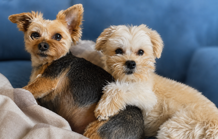Entry image for Tucker and Theo. Clicking this image will show a larger photo