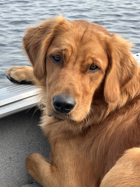 Entry image for Waylon. Clicking this image will show a larger photo