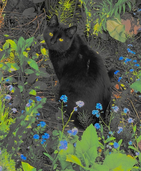 Entry image for Scum Cat. Clicking this image will show a larger photo