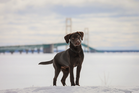 Entry image for Teddy. Clicking this image will show a larger photo