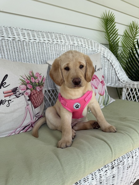 Entry image for Nova Mae . Clicking this image will show a larger photo