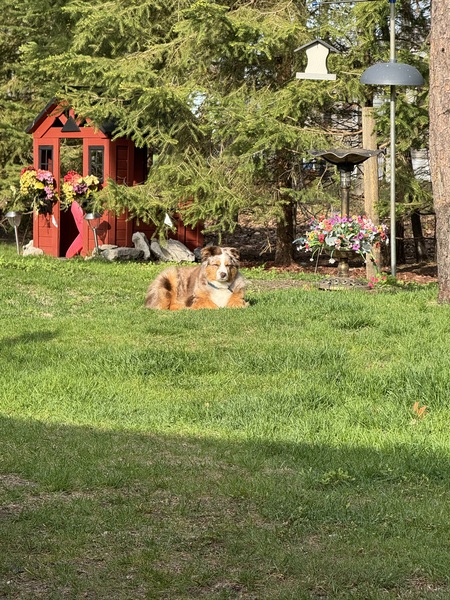 Entry image for Zoey. Clicking this image will show a larger photo
