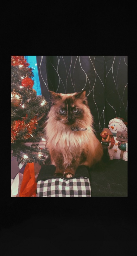Entry image for Socks. Clicking this image will show a larger photo