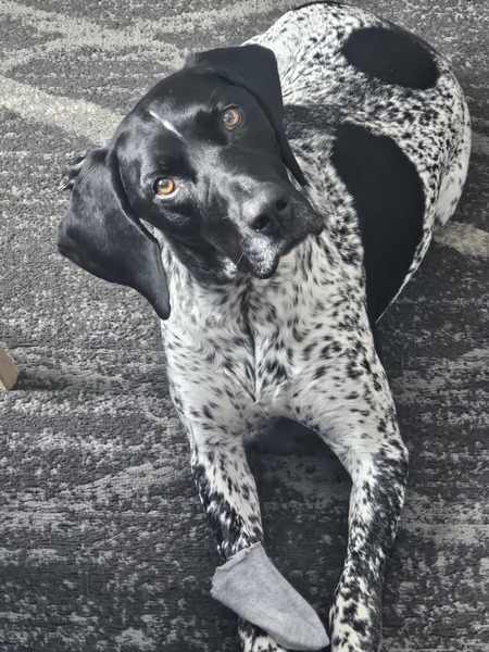 Entry image for Zeke. Clicking this image will show a larger photo