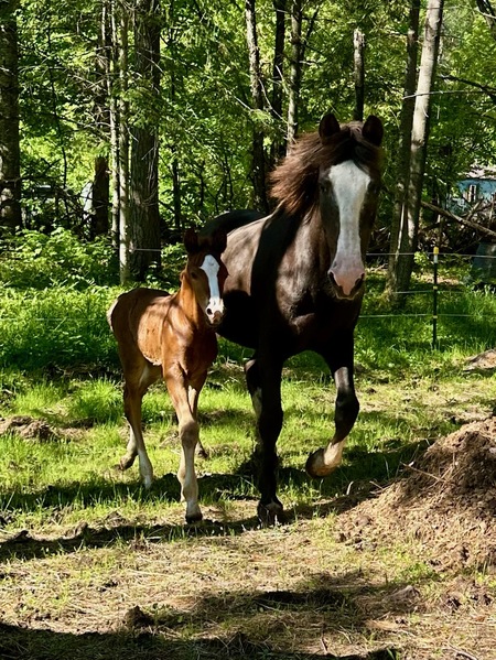 Entry image for Minty and Monty. Clicking this image will show a larger photo