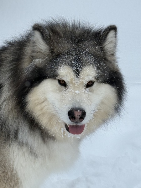 Entry image for Loki. Clicking this image will show a larger photo