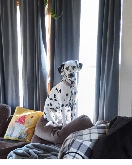 Entry image for Ava. Clicking this image will show a larger photo