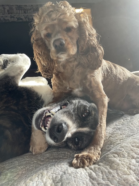 Entry image for Harper & Bella. Clicking this image will show a larger photo