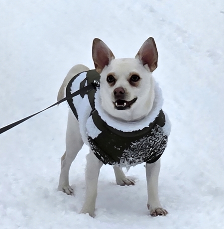 Entry image for Oliver. Clicking this image will show a larger photo