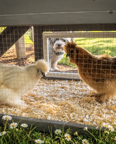 Entry image for Dogs name Bentley, chickens names Whitey and red. Clicking this image will show a larger photo