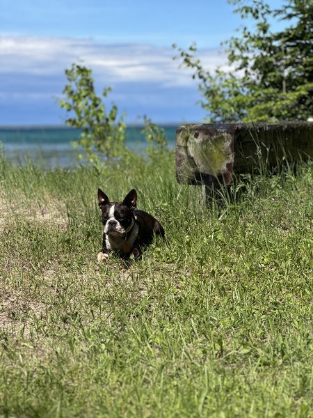 Entry image for Loki. Clicking this image will show a larger photo