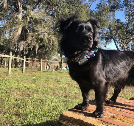 Entry image for Millie. Clicking this image will show a larger photo