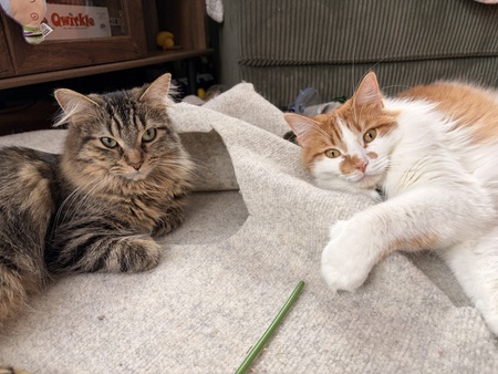 Entry image for Ivy and Auggie. Clicking this image will show a larger photo