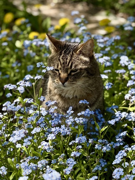 Entry image for Link. Clicking this image will show a larger photo