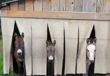 Entry image for Spunky, Izzy, Ellie. Clicking this image will show a larger photo