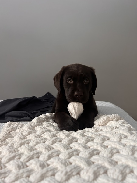 Entry image for Huckleberry “Hux”. Clicking this image will show a larger photo
