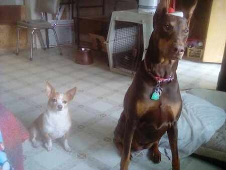 Entry image for Jimmy and Hestia. Clicking this image will show a larger photo