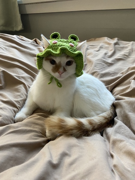 Entry image for Miso. Clicking this image will show a larger photo