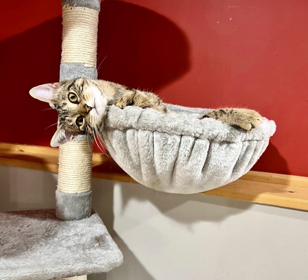 Entry image for Kitty. Clicking this image will show a larger photo