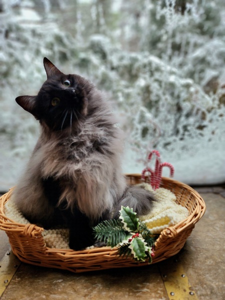Entry image for Clarice. Clicking this image will show a larger photo