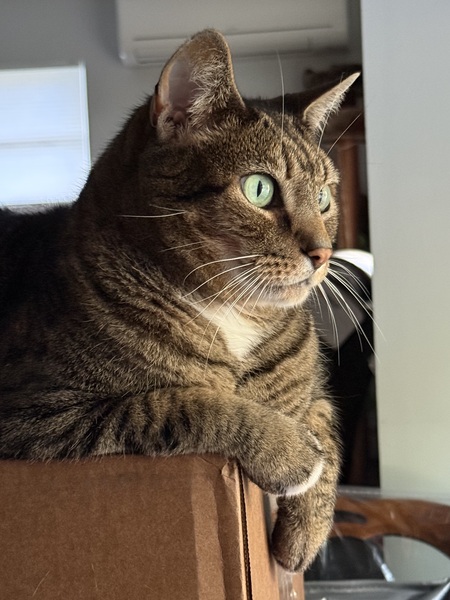 Entry image for Mittens. Clicking this image will show a larger photo