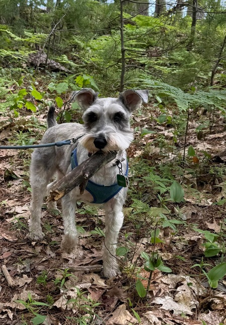 Entry image for Willie. Clicking this image will show a larger photo