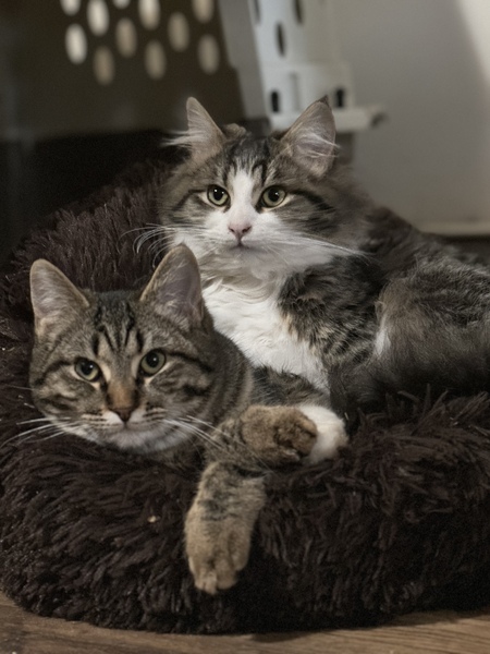 Entry image for Tiger and Lilly. Clicking this image will show a larger photo