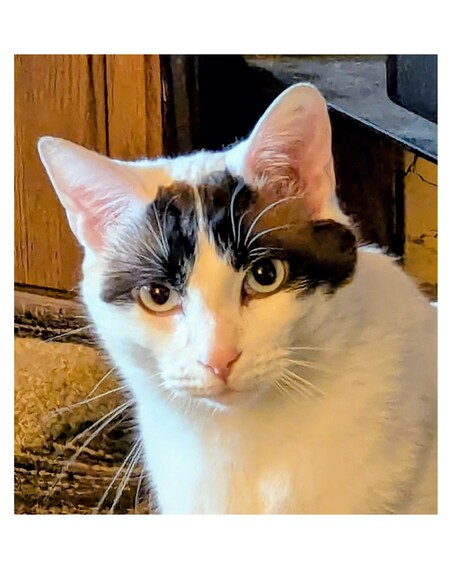Entry image for Bandit. Clicking this image will show a larger photo