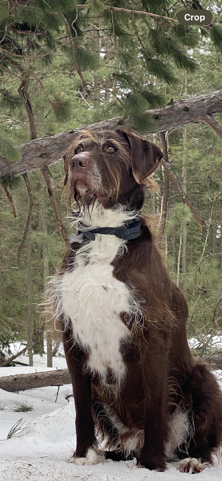 Entry image for Choco. Clicking this image will show a larger photo