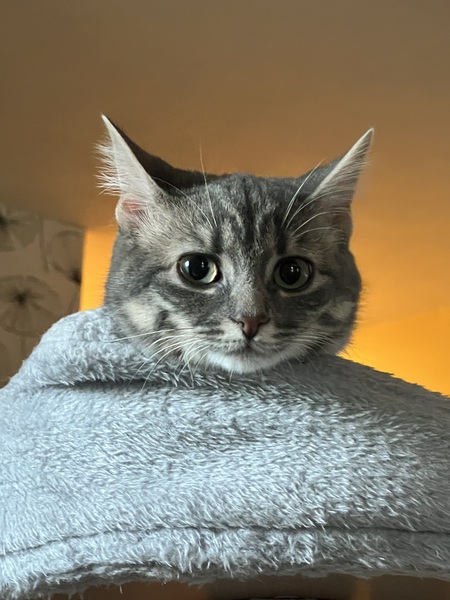 Entry image for Juniper. Clicking this image will show a larger photo
