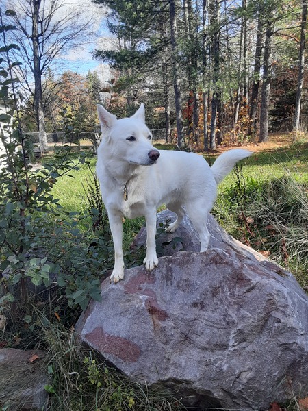Entry image for Oso. Clicking this image will show a larger photo