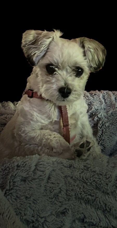 Entry image for Bokhee. Clicking this image will show a larger photo