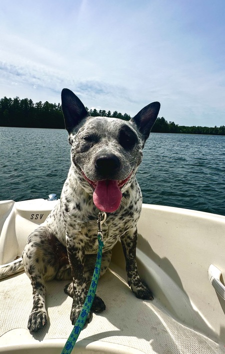 Entry image for Benji. Clicking this image will show a larger photo