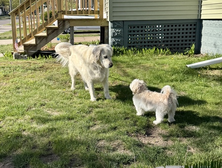 Entry image for Gordie and Pearl. Clicking this image will show a larger photo
