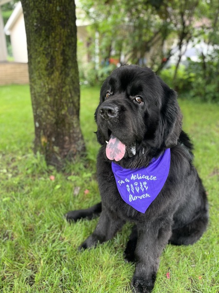 Entry image for Monty. Clicking this image will show a larger photo