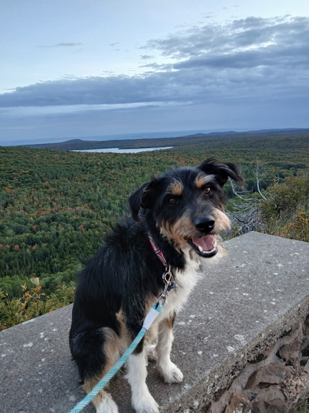 Entry image for Oliver. Clicking this image will show a larger photo
