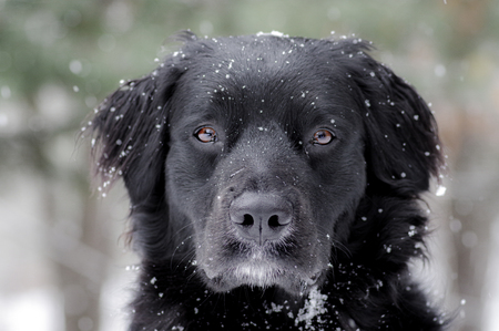 Entry image for Pepper. Clicking this image will show a larger photo