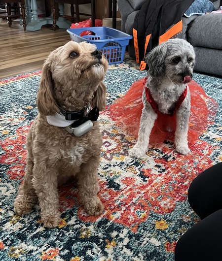 Entry image for Charlie & Josie. Clicking this image will show a larger photo
