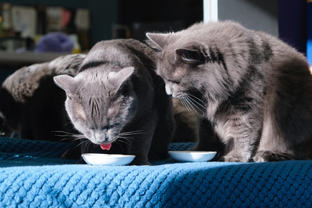 Entry image for Azul MoonBean and Sapphire Tsuki. Clicking this image will show a larger photo