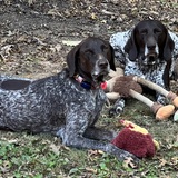 Entry image for Henry & Bella
