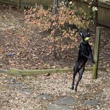 Entry image for Duke